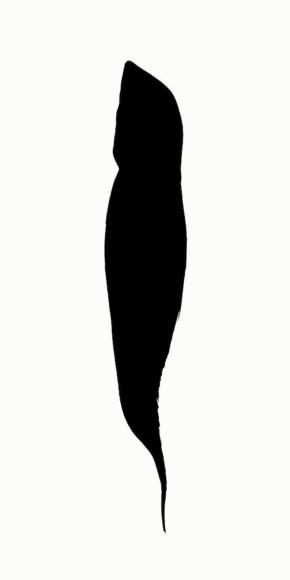 Anne Deleporte  Zebra Drawing 2, 2013  c-print on Hahnemuhle photo rag paper  paper: 47 x 23 5/8 inches  frame: 52 1/2 x 29 inches  Edition of 3  $11,000