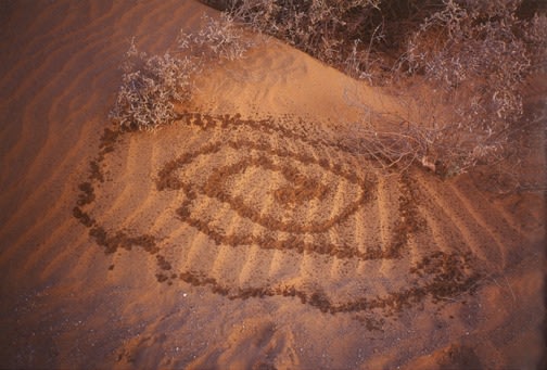 Photography by Gabriel Orozco