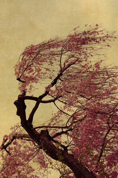 Albarr&aacute;n Cabrera (b. 1969), #271