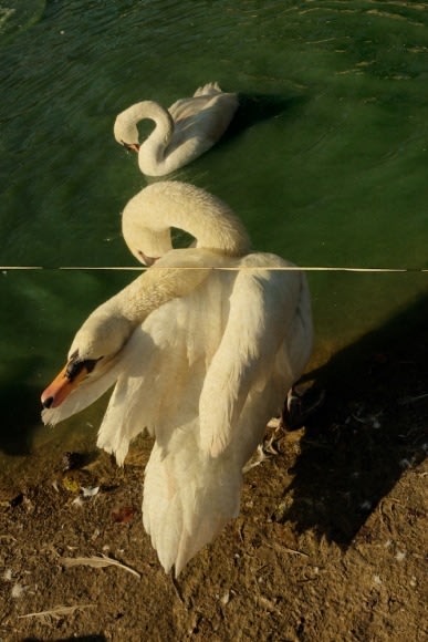 swan