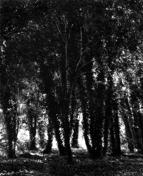 Dans le Marais Poitevin (In the Marais Poitevin),&nbsp;1986