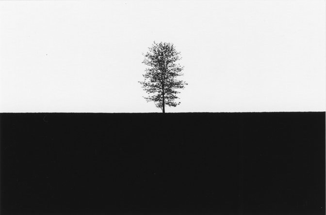 George Tice Tree #15, Lancaster, Pennsylvania, 1965