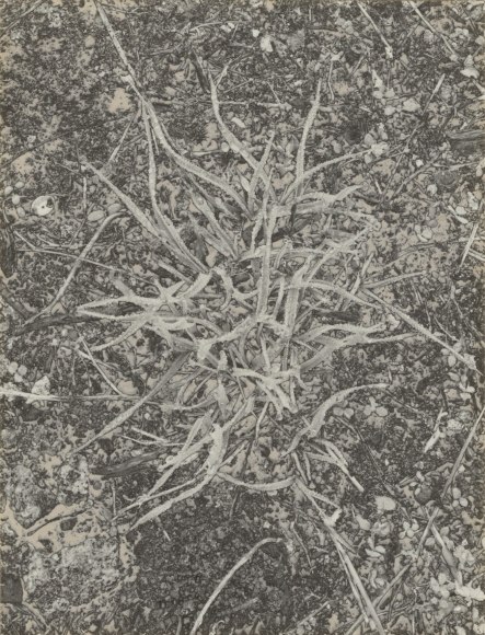 Petites Herbes,&nbsp;1970 Gelatin silver print with photographic engraving