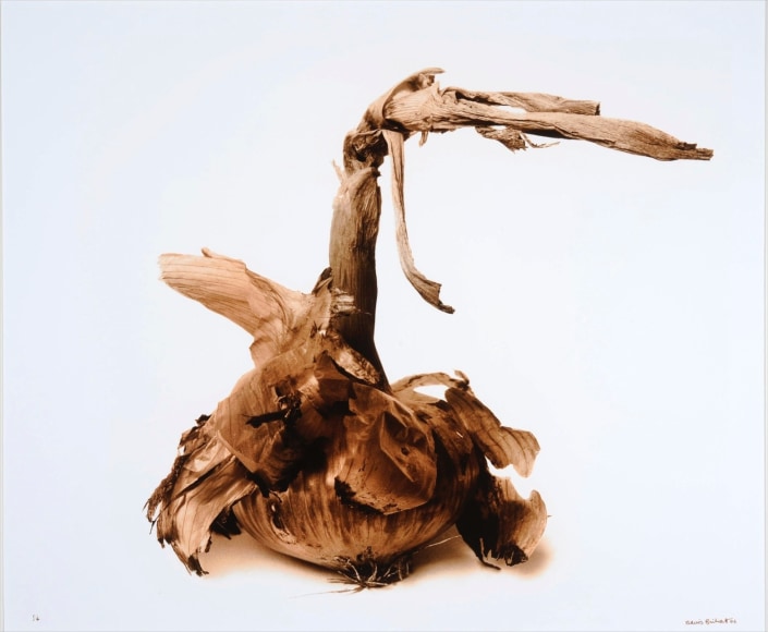 Oignon (Onion),&nbsp;1986, Edition 2/4, printed 2006