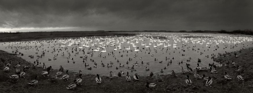 Martinmere, England, 1996, Gelatin silver print