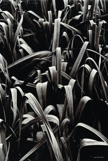 Les Poireaux de Villandry (Villandry leeks)