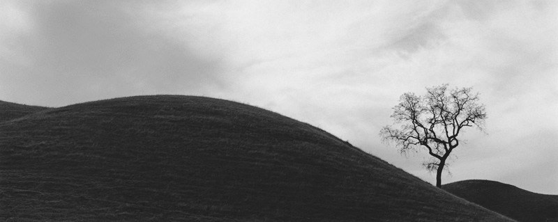 George Tice, Tree #22, California