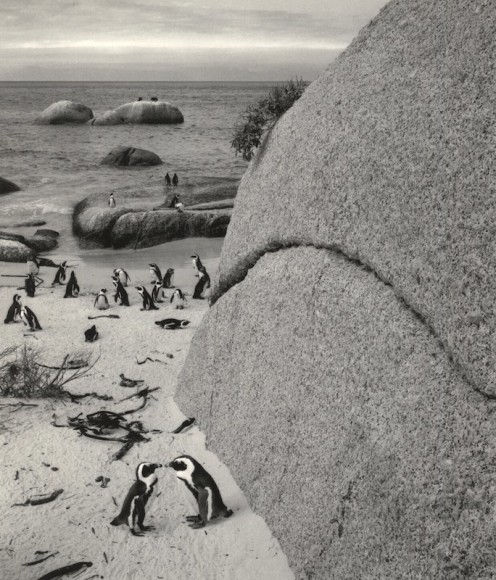 Bolders Beach, South Africa