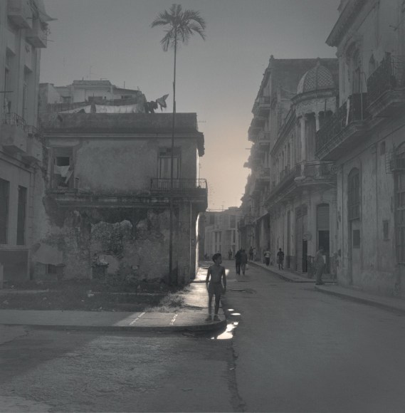 Palm Tree, Havana, 2003