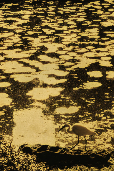 lilypads, bird, gold
