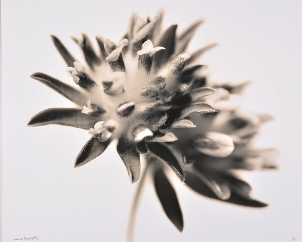 Semble Tr&egrave;fle (Clover), 1994, Edition 4/6