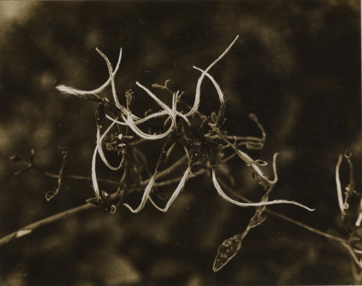 Cl&eacute;matite (clematis), 1970&nbsp;