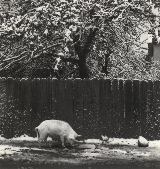 Mestia, Georgia (pig in snow), 2014, Gelatin silver print