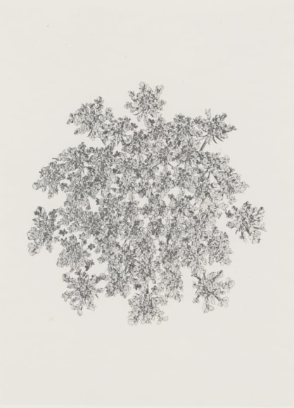 Denis Brihat (b. 1928, Paris), Fleur de carotte sauvage (Wild carrot flower),&nbsp;1971