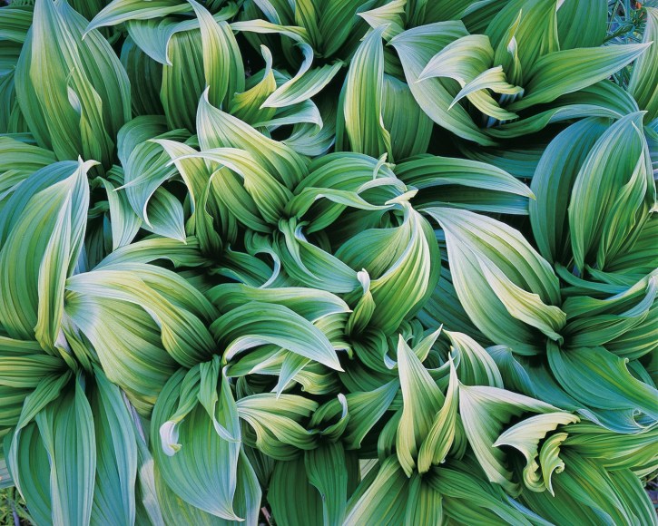 Christopher Burkett (b. 1951, Pacific Northwest)