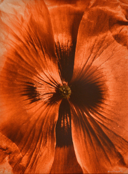 Coeur de Coquelicot (Heart of poppy), 1994, printed 1995