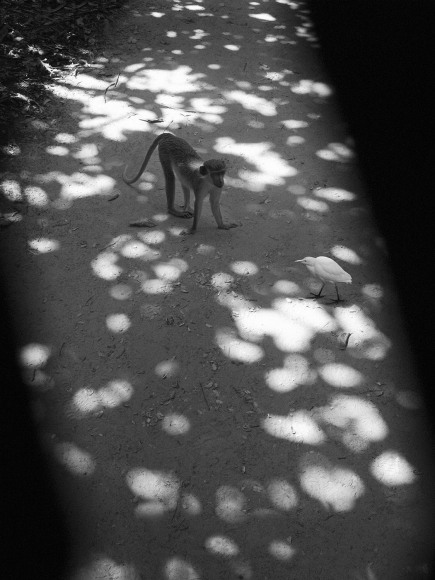Obuko, Gambia (monkey and bird), 2009