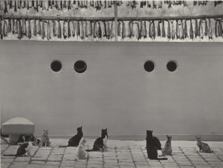 cats and dried fish, iceland