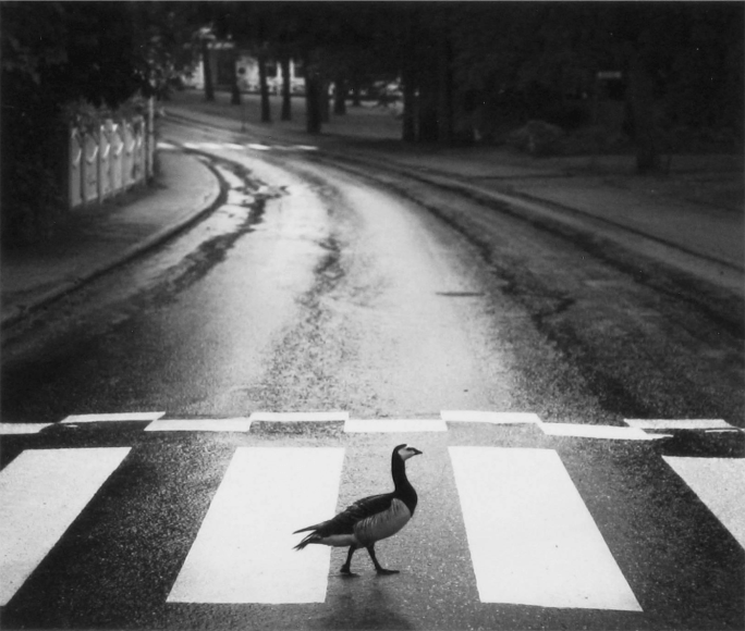 Pentti Sammallahti (b. 1950, Helsinki), Hanko, Finland, 2014