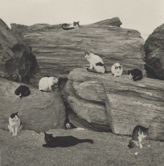 folegandros, greece (cats on rocks)