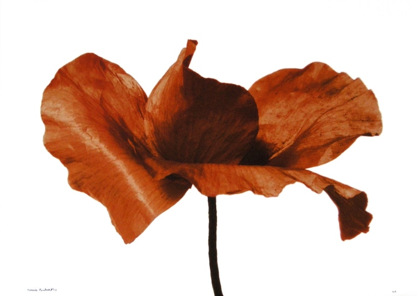 Denis Brihat Coquelicot (Poppy), 1987