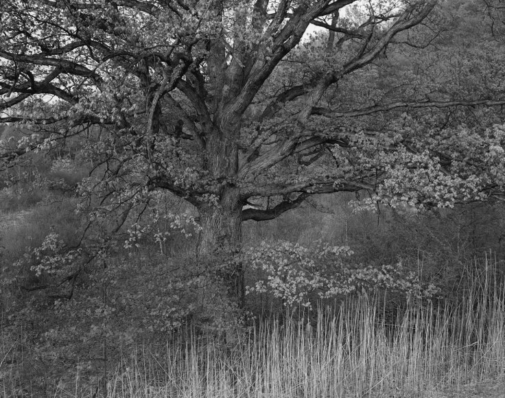 George Tice, Oak Tree, Holmdel, NJ