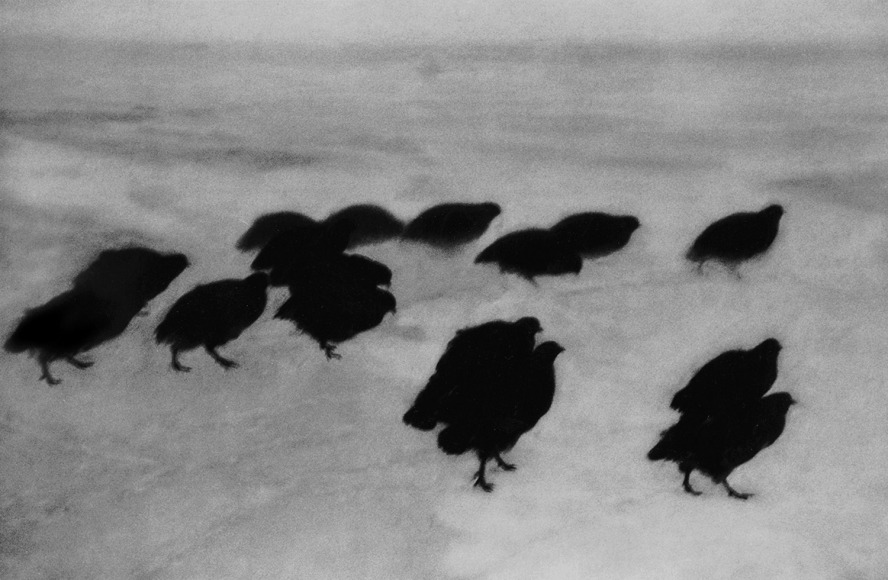 Torino, 2007, Gelatin silver print