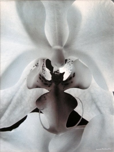 Coeur d&rsquo;orchid&eacute;e (Orchid heart), 1994