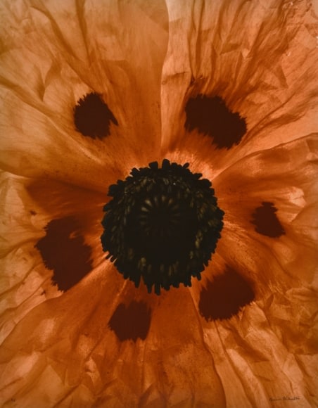 poppy