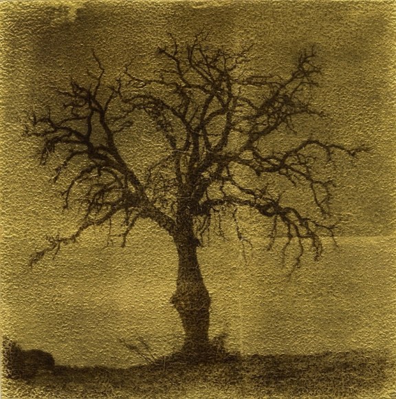 oak tree