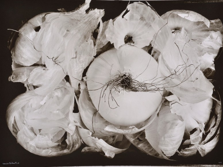 Oignon blanc, fond noir (White onion, black background), 2006