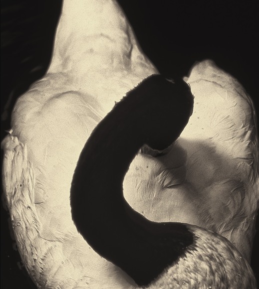 Albarr&aacute;n Cabrera (b. 1969), #99