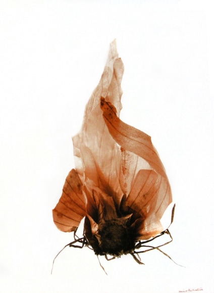 La peau et les racines de l&#039;oignon (Onion skin and roots), 2002, Edition 3/10