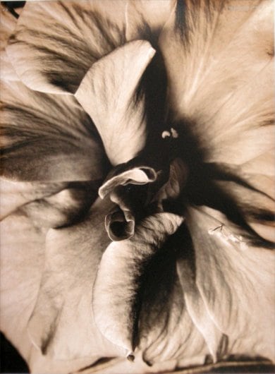C&oelig;ur d&rsquo;hibiscus (Hibiscus heart), 1994