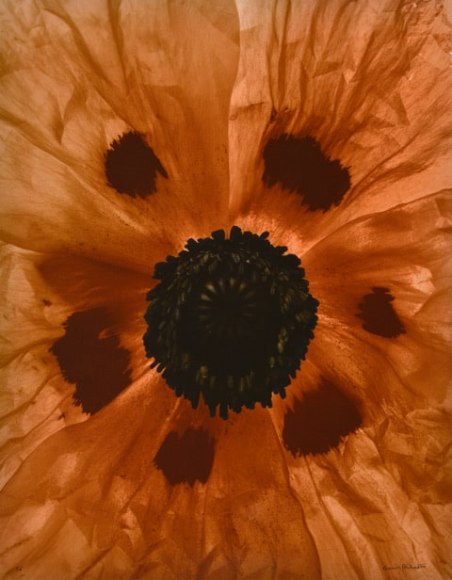 Denis Brihat (b. 1928, Paris), Coeur de pavot (poppy heart), 1999, printed 2000
