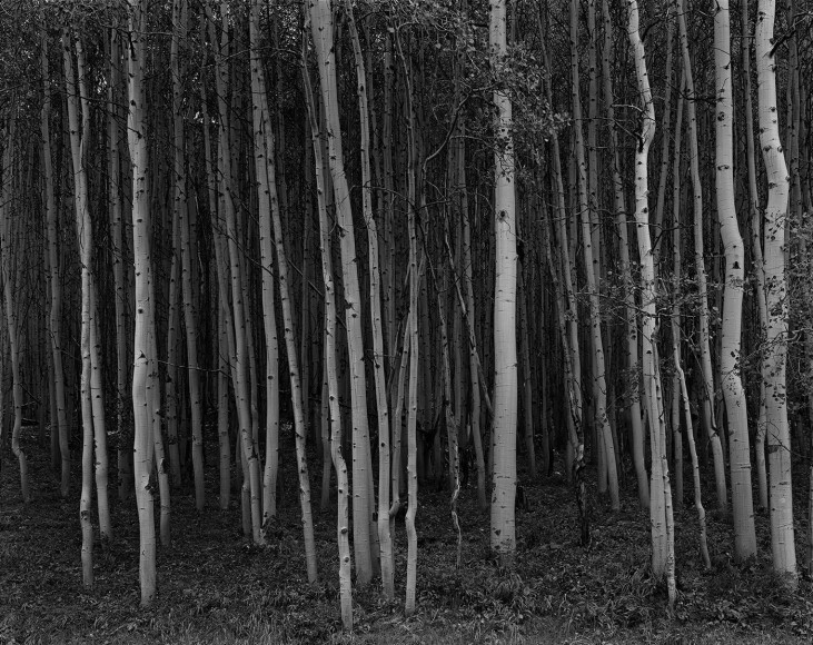 George Tice (b. 1938, Newark), Aspen Grove, Aspen, Colorado