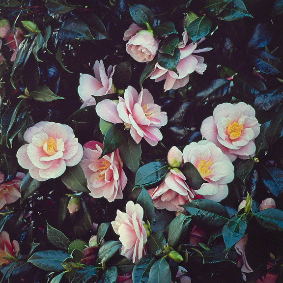 Pink Camellia, Oregon, 2007