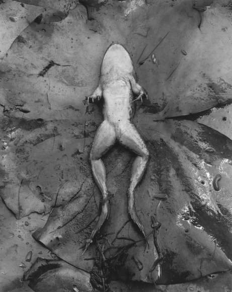 George Tice, Aquatic Plants #7, New Jersey