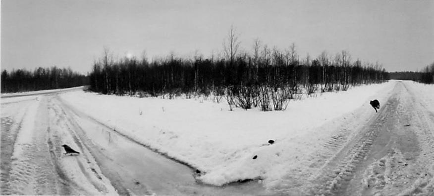 Pentti Sammallahti Paanajarvi, Karelia, Russia (dog and bird), 1992