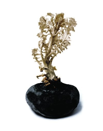 Betterave germ&eacute;e (Sprouted beet), 1982