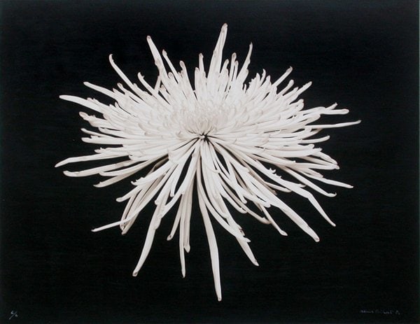 Chrysanth&egrave;me (Chrysanthemum), 1983, printed 1986