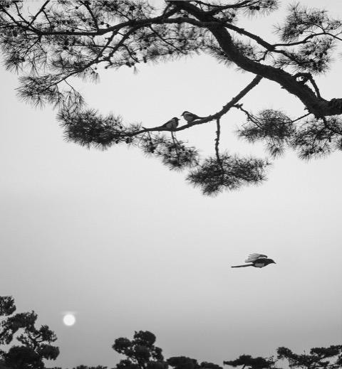 seoul, south korea (three birds)