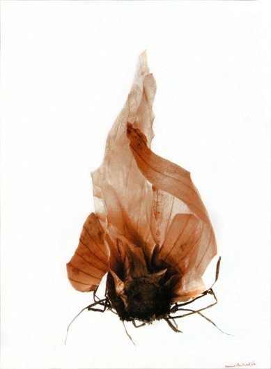 La peau et les racines de l&#039;oignon&nbsp;(Onion skin and roots), 2002