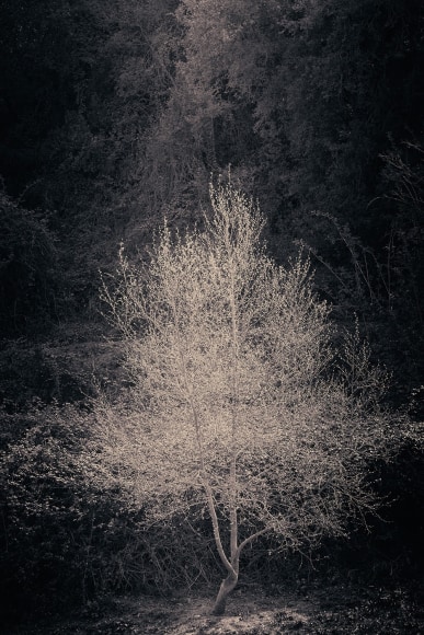 Albarr&aacute;n Cabrera (b. 1969), #400