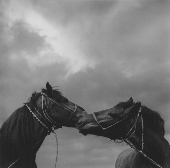 pecs, hungary (two horses)