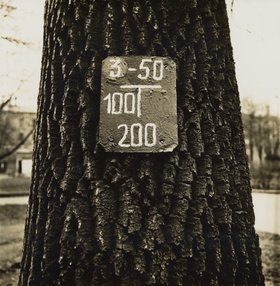 tree trunk