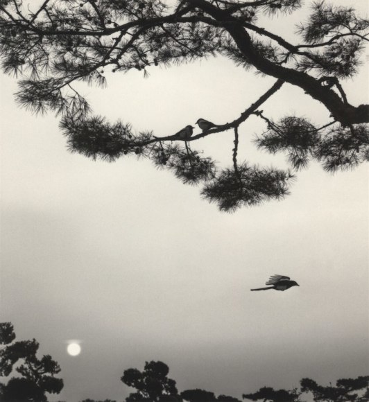 Pentti Sammallahti (b. 1950, Helsinki), Seoul, South Korea (three birds), 2016