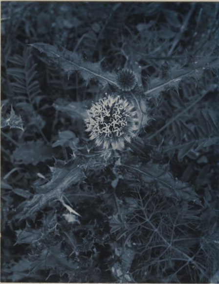 Petit chardon bleu, 1970