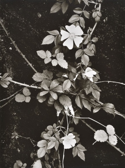 Eglantine (wild roses), 1981, printed 1985