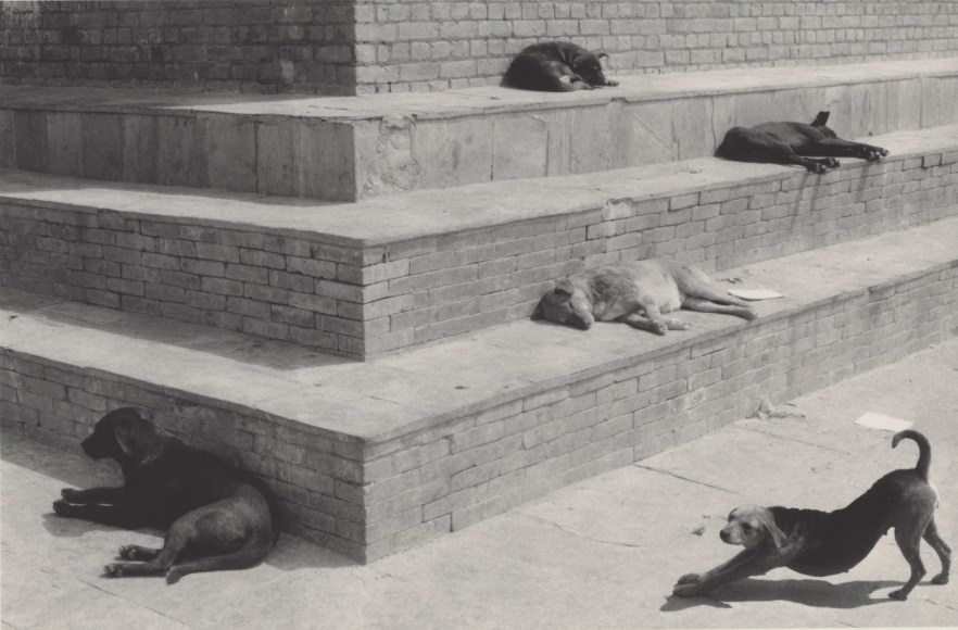 swayambhunath, nepal (dogs on steps)